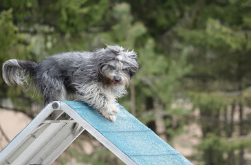 Schapendoes climbs over an a-frame on a dog agility course