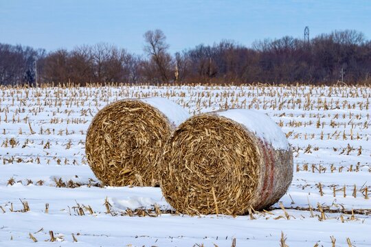 Large round bales of hay covered with snow on a farm field in the winter 