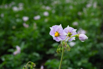 Potato flowers blooming in the field. Selective focus.