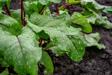 Obraz premium Red beet. Beetroot plant with dew drops on the leaves in the field. Growing future harvest. Agriculture. Close-up.