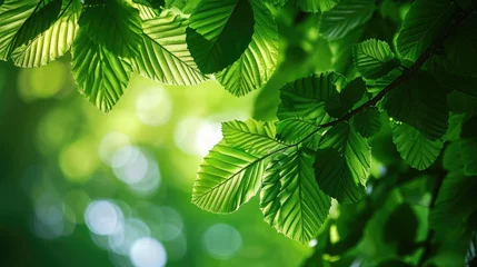 Foto op Plexiglas Green leaves on elm tree. Nature spring and summer background. © buraratn