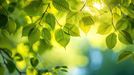 Keuken spatwand met foto Green leaves on elm tree. Nature spring and summer background. © buraratn