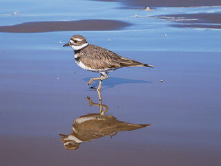 Sandpiper with reflection