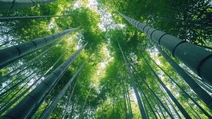 Low angle view of trees growing in bamboo grove