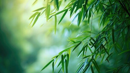 Nature of green bamboo tree in forest using as background bamboo leaves