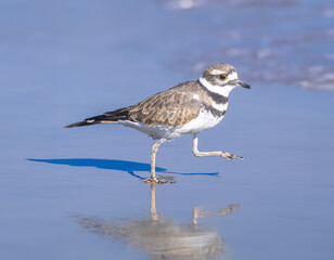 sandpiper going for a walk