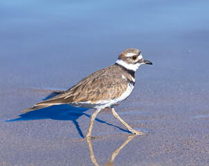 Sandpiper stepping out