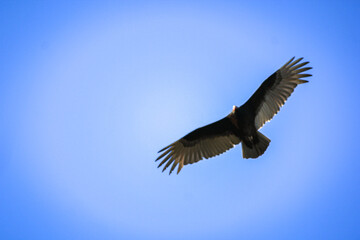 TurkeyVulture in Flight!