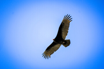 TurkeyVulture in Flight!