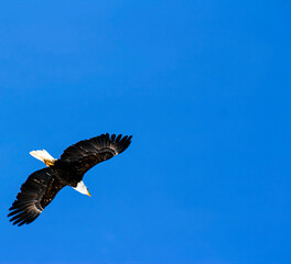 Obraz premium Eagle Flying or Soaring Freedom - Veterans Day, Memorial Day, Independence National Bird of the United States of America, One Nation Under God, Patriotic, Social Media Post/Ad, Patriotic Publication