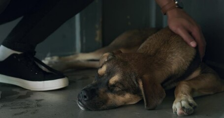 Person, hand and dog at animal shelter or pet wellness at rescue kennel or health, care or adoption. Volunteer, employee and nonprofit or comfort puppy on floor as worker service, training or job