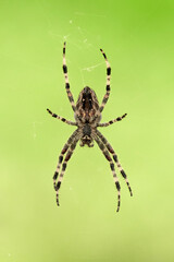 European garden spider on the web (Araneus diadematus).