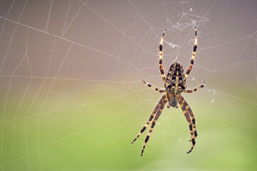 European garden spider on the web (Araneus diadematus).
