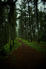 Obraz premium Jungle trail