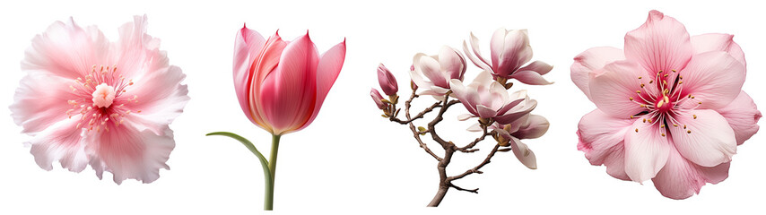 Various of pink  flower. Spring flowers on transparent background, set. High quality photo....