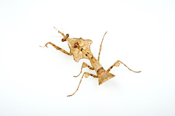 Totes-Blatt-Mantis // Southeast Asian dead leaf mantis (Deroplatys lobata) - obrazy, fototapety, plakaty