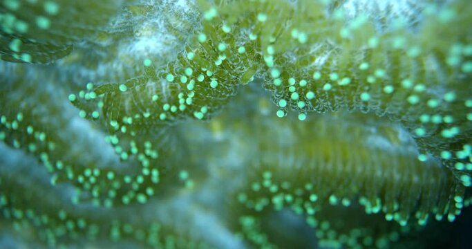 Healthy Ocean Corals