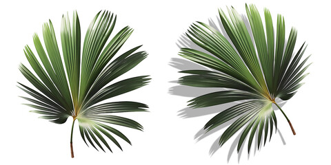 Folha de palmeira de carnaúba verde. Galho de palmeira tropical arredondada - com e sem sombra - isolado em fundo transparente.