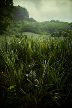 Pineapple fields