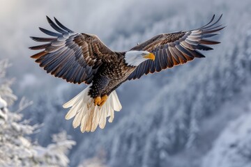 Obraz premium The majestic bald eagle soars through the wintry mountain landscape, its powerful wings gliding effortlessly through the crisp air, a symbol of freedom and strength in the wild