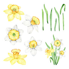 watercolor narcissus flowers set