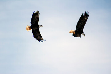 Two Eagles Flying Together - Veterans Day, Memorial Day, Independence Day, 4th of July, National Bird of the United States of America, One Nation Under God, Patriotic, Patriotic Publication