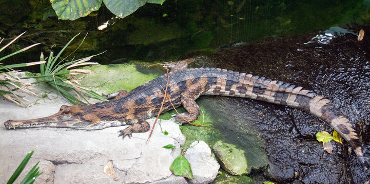 great shot of a big alligator in the light