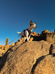 Low angle view of a Jack Russell Terrier dog standing on a large rock in Mojave Desert with clear blue sky in the background
