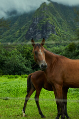Obraz premium Horses by the mountains
