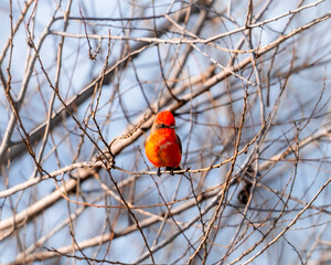 A vermillion flycatcher perched in a tree near Los Banos, California.