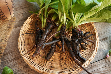 Fresh comfrey or knitbone root in a basket on a table