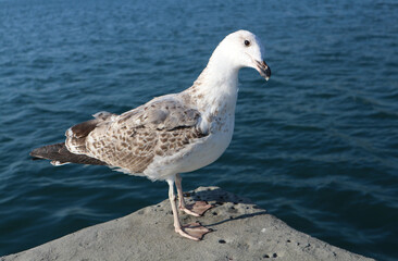 Shot of a seagull looking into the camera 
