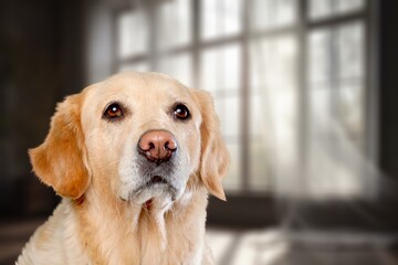 Cute domestic dog posing at home room