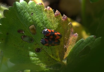 Cercope sanguin (Cercopis vulnerata) s'accouplant sur une feuille.
