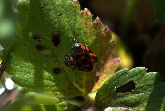 Cercope sanguin (Cercopis vulnerata) s'accouplant sur une feuille.