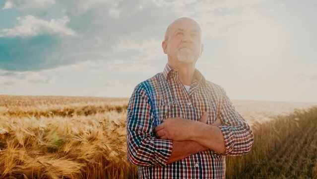 Portrait of smiling thoughtful senior farmer looks at camera crossing hands. Aged wrinkled Caucasian man standing in golden wheat field. Eco bio harvest concept. Agro, bio, eco business during harvest