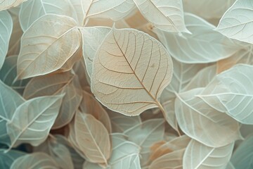 Nature abstract of flower petals, beige transparent leaves with natural texture as natural background or wallpaper. Macro texture, neutral color aesthetic photo with veins of leaf, botanical design