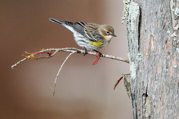 Yellow-rumped Warbler, Setophaga coronata, surveying the bayou, Black Bayou National Wildlife Refuge, Louisiana, for food during the winter.
