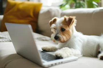 Tuinposter Portrait of a r dog in front of a laptop dog using the keyboard on computer. dog sitting at table with computer in front. Creative idea concept. Concept of business and remote work. Online shopping fo © Nataliia_Trushchenko