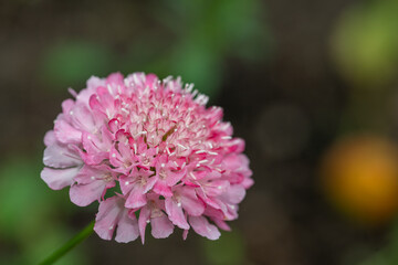 Close up of a pink pincushion flower in bloom