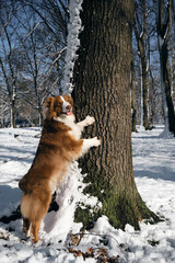 Dog in a snowy forest. Pet in the winter nature. Brown australian shepherd put its paws on tree. Aussie red tricolor walks outside and poses.