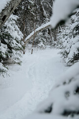 snow covered trees in winter