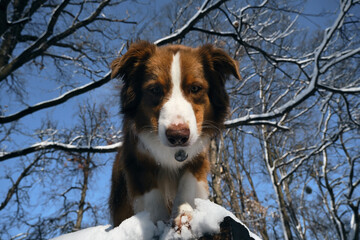 Dog in a snowy forest. Pet in the winter nature. Brown Australian shepherd close view wide angle portrait. Aussie red tricolor stays outside and poses looking down.