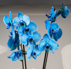 blue orchid flowers