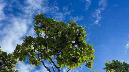 Obraz premium sky and tree