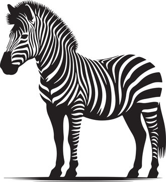 zebra vector image