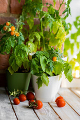 Growing tomatoes in the home at summer in balcony. Small bush of balcony cherry orange and red tomato in flower pots on wooden windowsill. Sustainable lifestyle, fresh home-grown organic vegetables