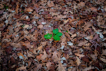 leaves on the ground, mid green life, hope of life