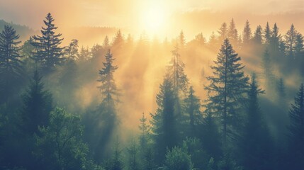Sunshine through the trees - Powered by Adobe