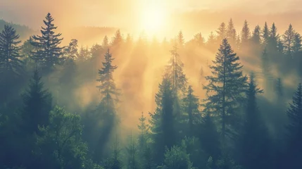 Foto op Plexiglas Mistige ochtendstond Sunshine through the trees